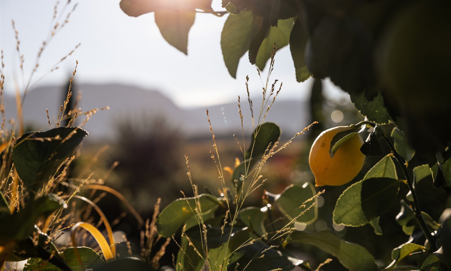 Luce solare che filtra tra le foglie su un limone maturo nel giardino