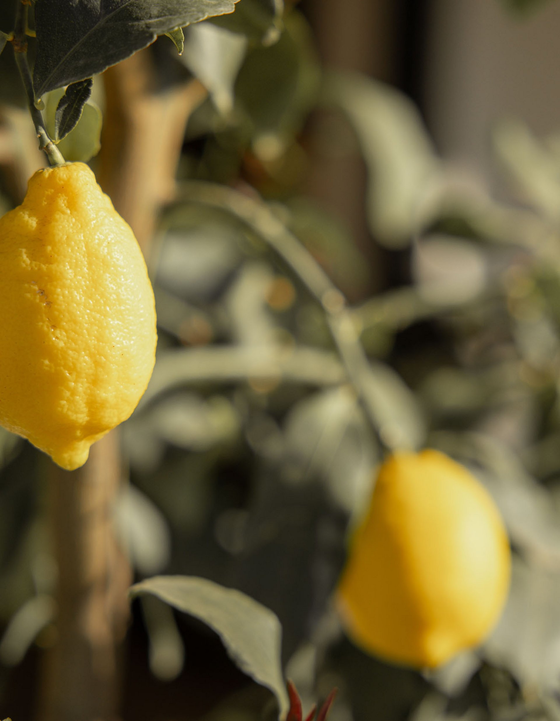 Limoni maturi appesi a un albero di limone all'aperto